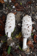 Coprinus comatus