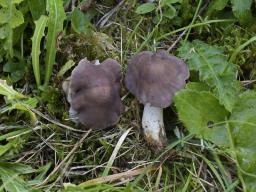 Dermoloma bellerianum