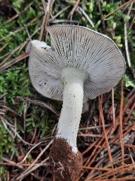 Tricholoma portentosum