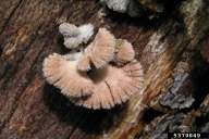 Schizophyllum commune