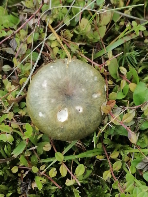 Russula aeruginea