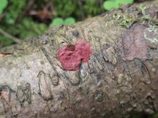 Hymenochaete cruenta