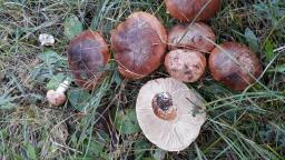 Tricholoma batschii