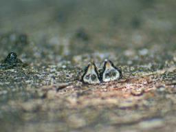 Lophiostoma quadrinucleatum