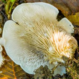 Crepidotus autochthonus