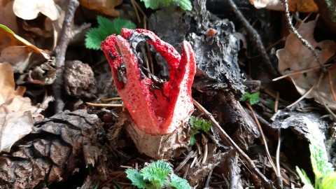 Clathrus archeri