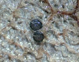 Drepanopeziza salicis