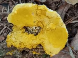 Hypomyces chrysospermus