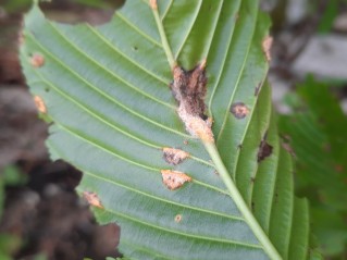 Puccinia coronata