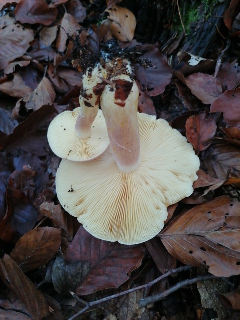 Tricholomopsis rutilans