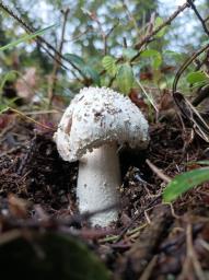 Amanita echinocephala