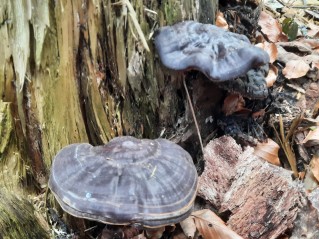 Ganoderma carnosum