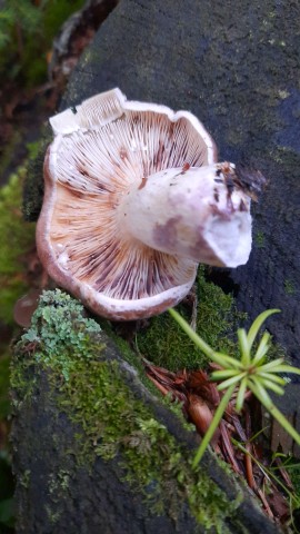 Lactarius uvidus