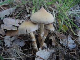 Cortinarius hinnuleus