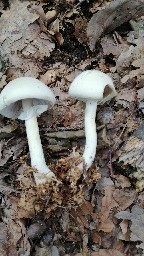 Cystoagaricus silvestris