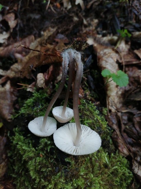 Mycena inclinata