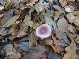 Russula poichilochroa