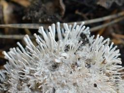 Berkelella stilbigera