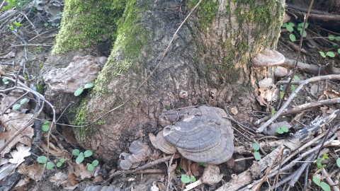 Ganoderma applanatum