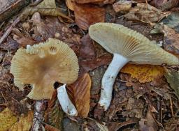 Russula praetervisa