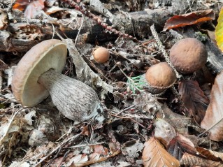 Leccinellum pseudoscabrum