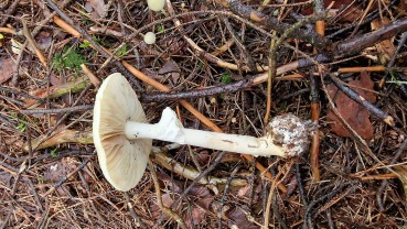 Amanita citrina