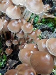 Mycena crocata