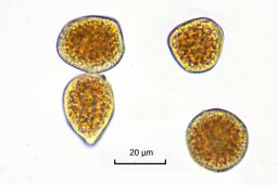Puccinia smyrnii