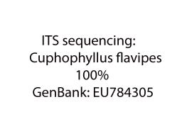 Cuphophyllus flavipes