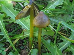 Hygrocybe conica