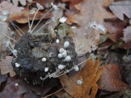 Coprinopsis stercorea