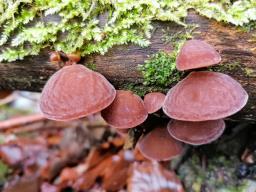 Auricularia auricula-judae