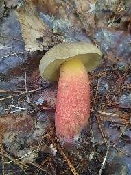 Caloboletus calopus