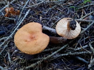 Lactarius aurantiacus