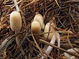 Coprinellus bisporus