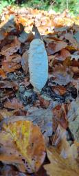 Coprinus comatus