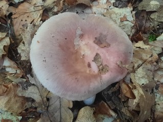 Russula vesca