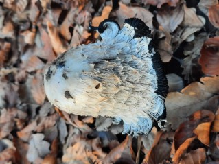 Coprinus comatus
