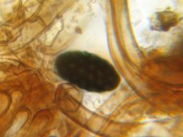Neurospora calospora
