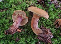 Lactarius rubrocinctus