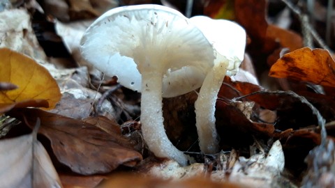 Hygrophorus cossus