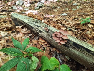 Mycena renati