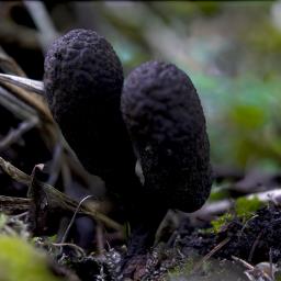 Xylaria polymorpha