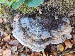 Ganoderma pfeifferi