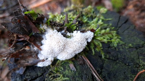 Oxyporus latemarginatus