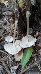 Mycena galericulata