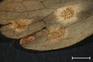 Puccinia recondita