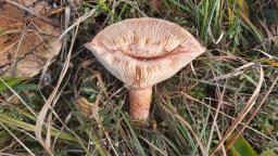 Lactarius torminosus