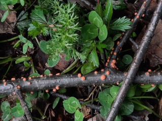 Nectria cinnabarina