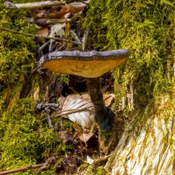 Ganoderma carnosum